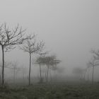 Bäume im Nebel