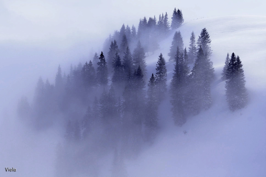 Bäume im Nebel