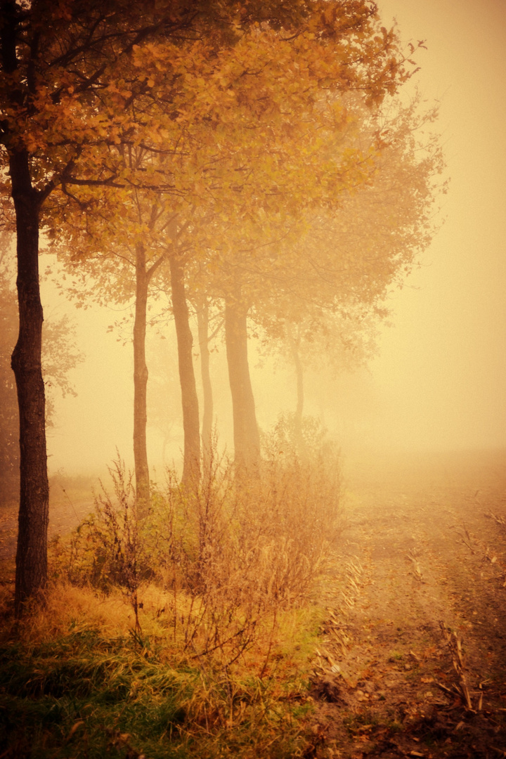 Bäume im Nebel