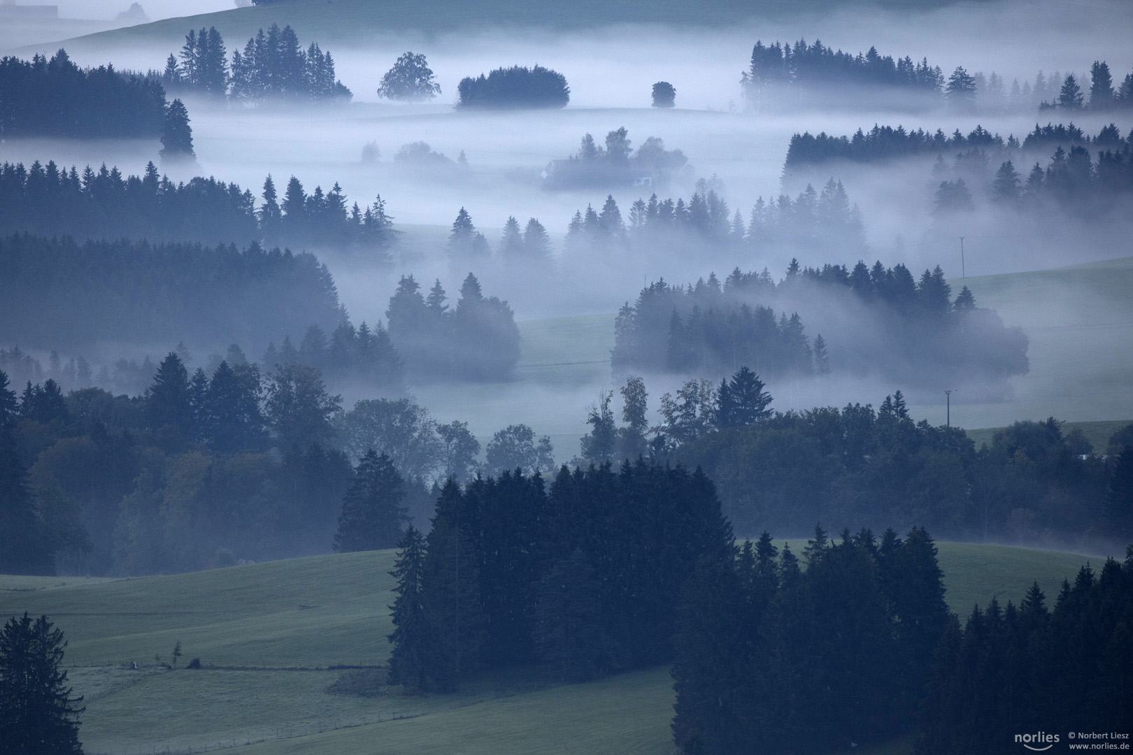 Bäume im Nebel