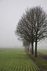 Bäume im Nebel...