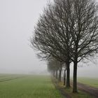 Bäume im Nebel...