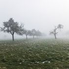 Bäume im Nebel