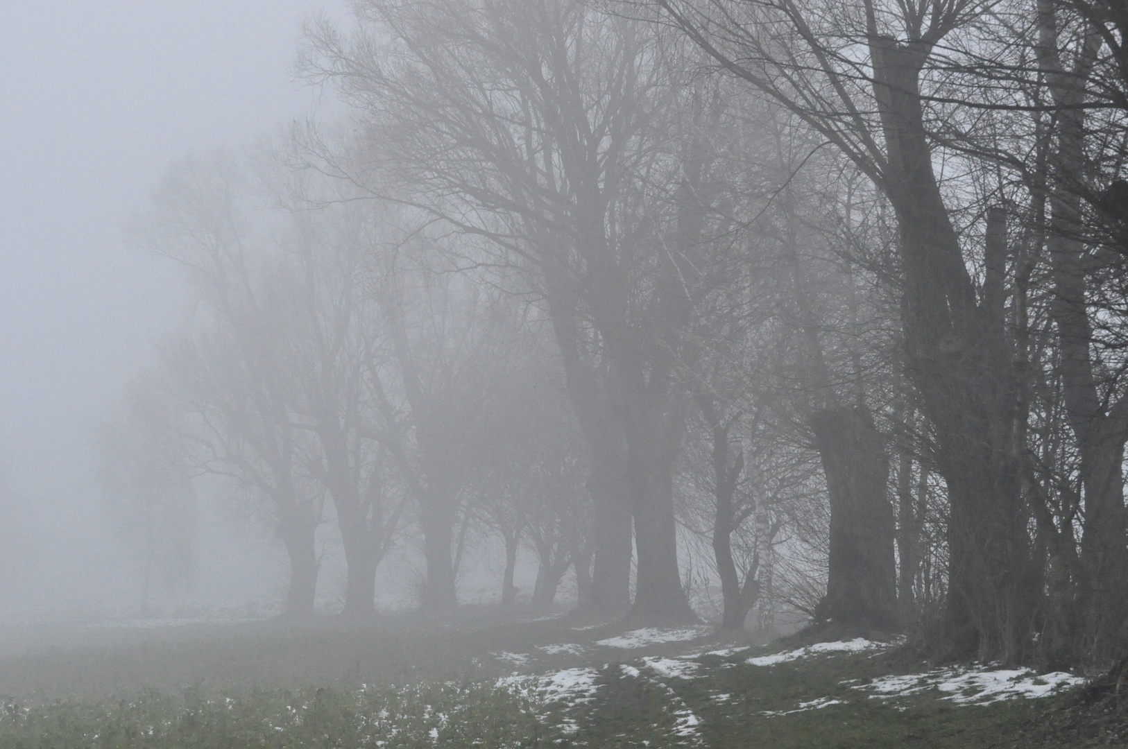 Bäume im Nebel