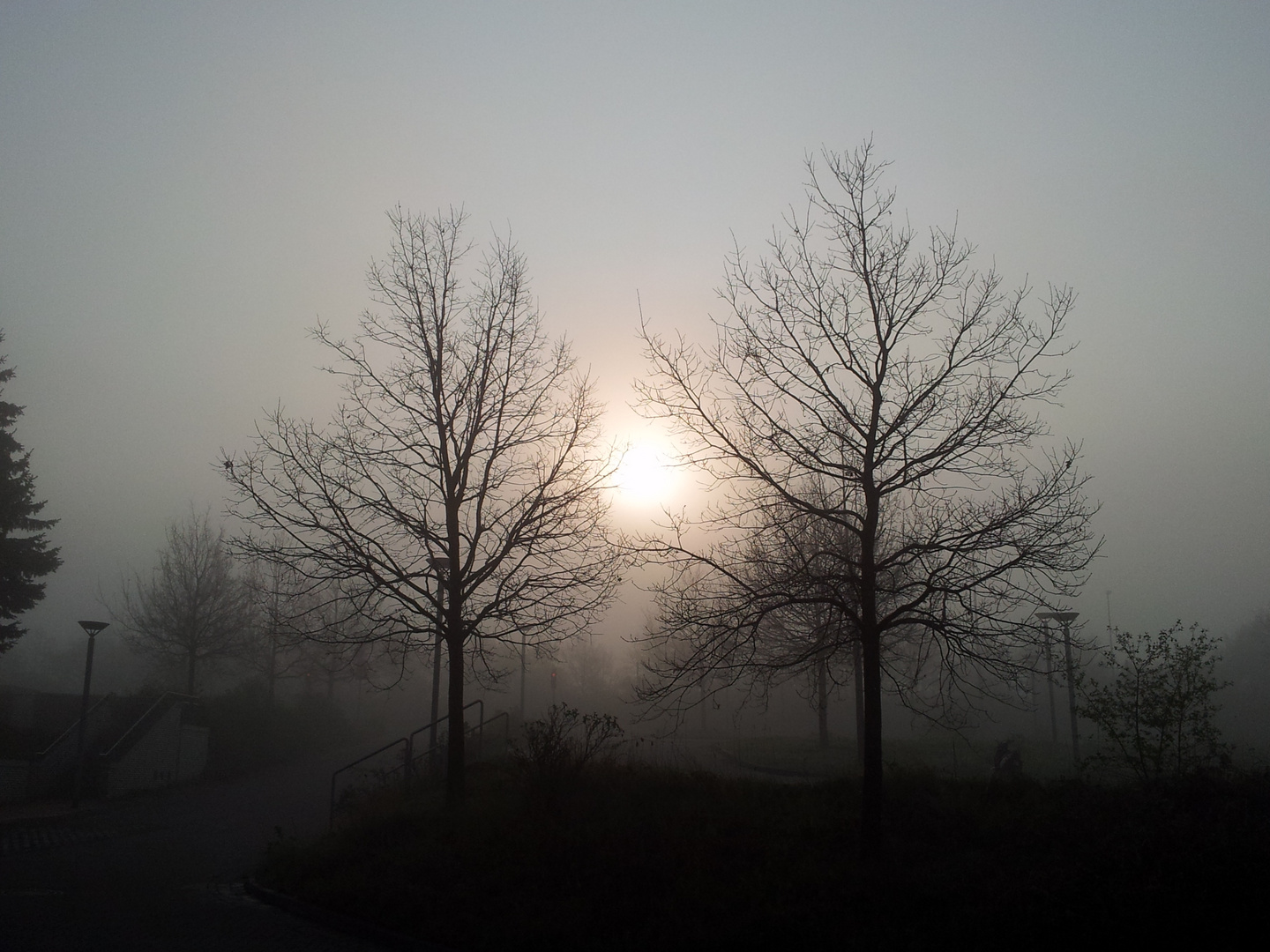 Bäume im Nebel