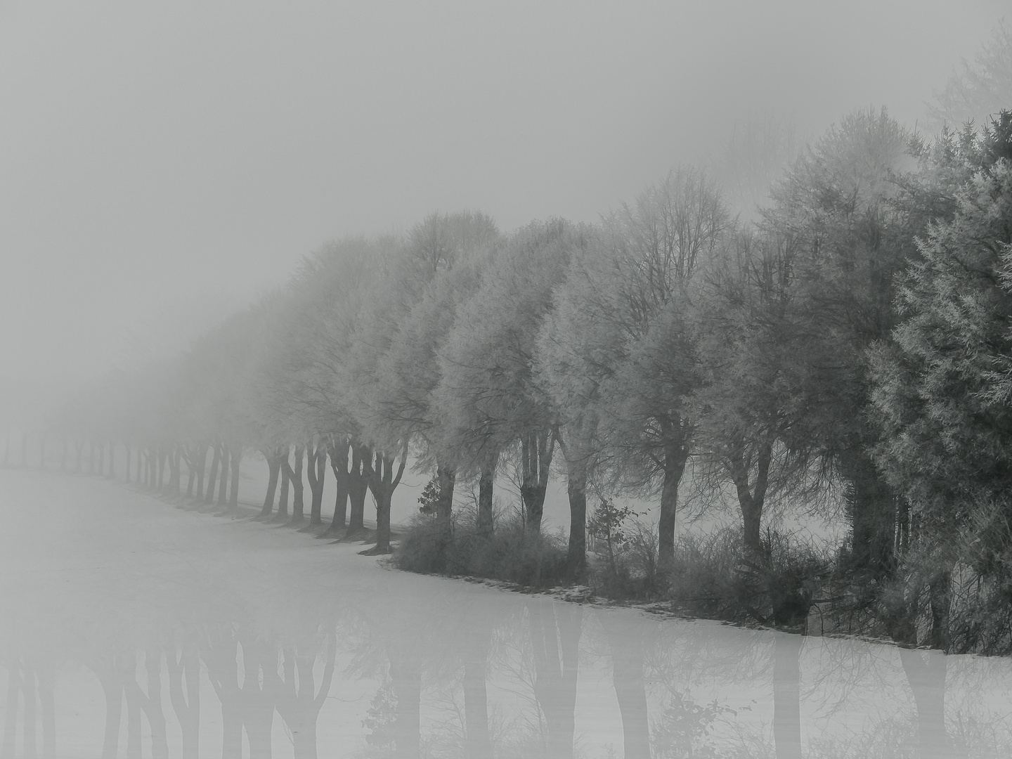 Bäume im Nebel