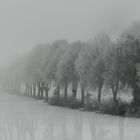 Bäume im Nebel