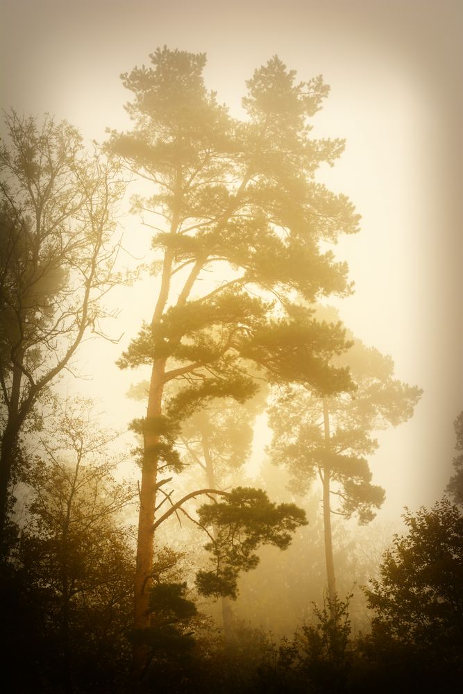 Bäume im Nebel