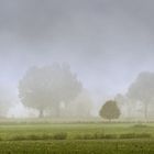 Bäume im Nebel