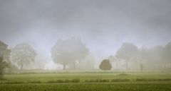 Bäume im Nebel