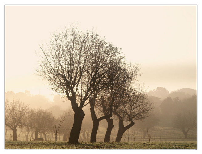 Bäume im Nebel