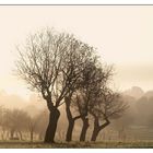 Bäume im Nebel