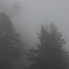 Bäume im Nebel