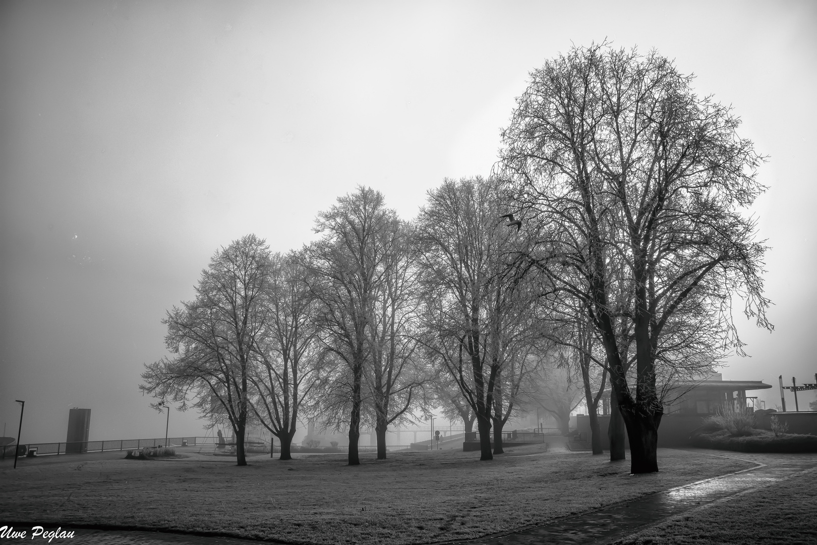 Bäume im Nebel