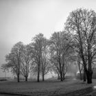 Bäume im Nebel