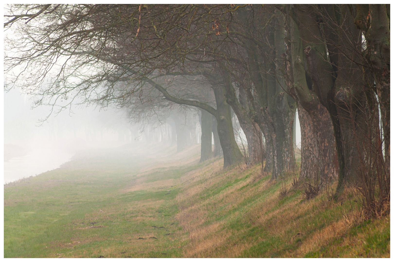 Bäume im Nebel 