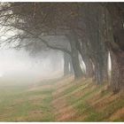 Bäume im Nebel 