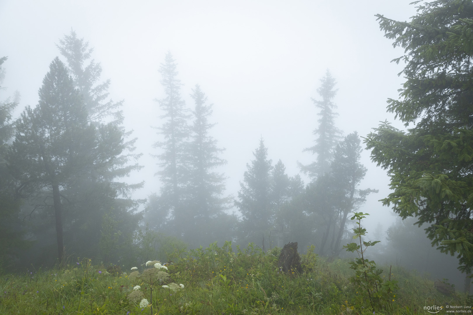 Bäume im Nebel