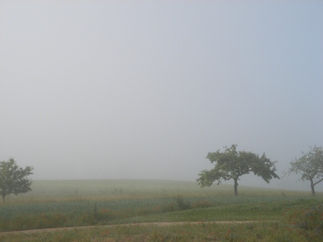 Bäume im Nebel