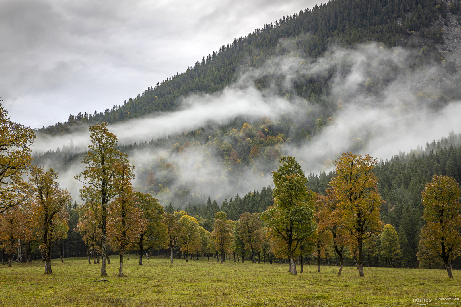 Bäume im Nebel