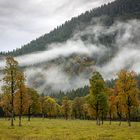 Bäume im Nebel