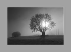 Bäume im Nebel