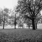 Bäume im Nebel