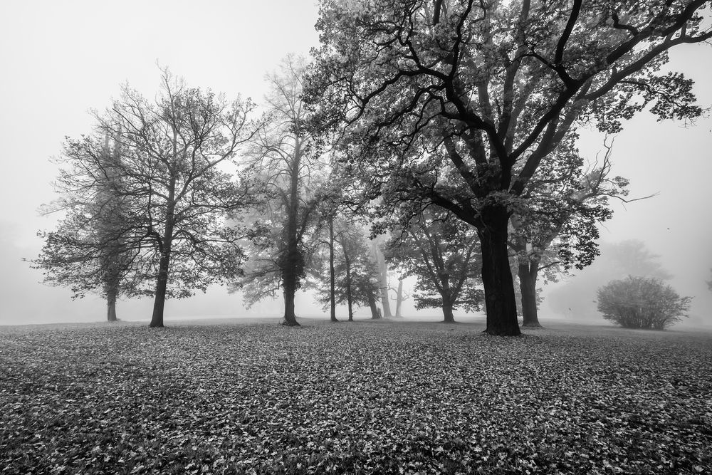 Bäume im Nebel