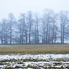 Bäume im Nebel