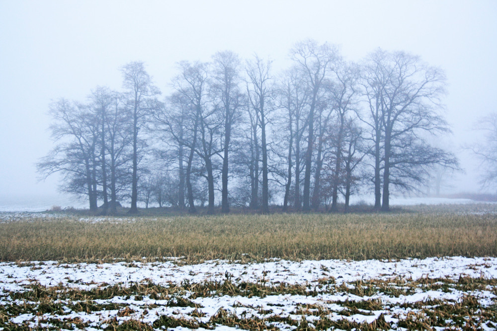 Bäume im Nebel