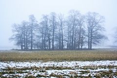 Bäume im Nebel