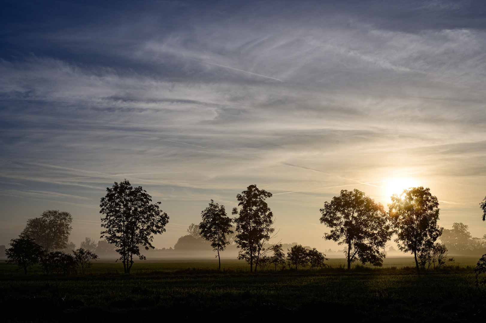 Bäume im Nebel