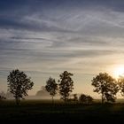 Bäume im Nebel