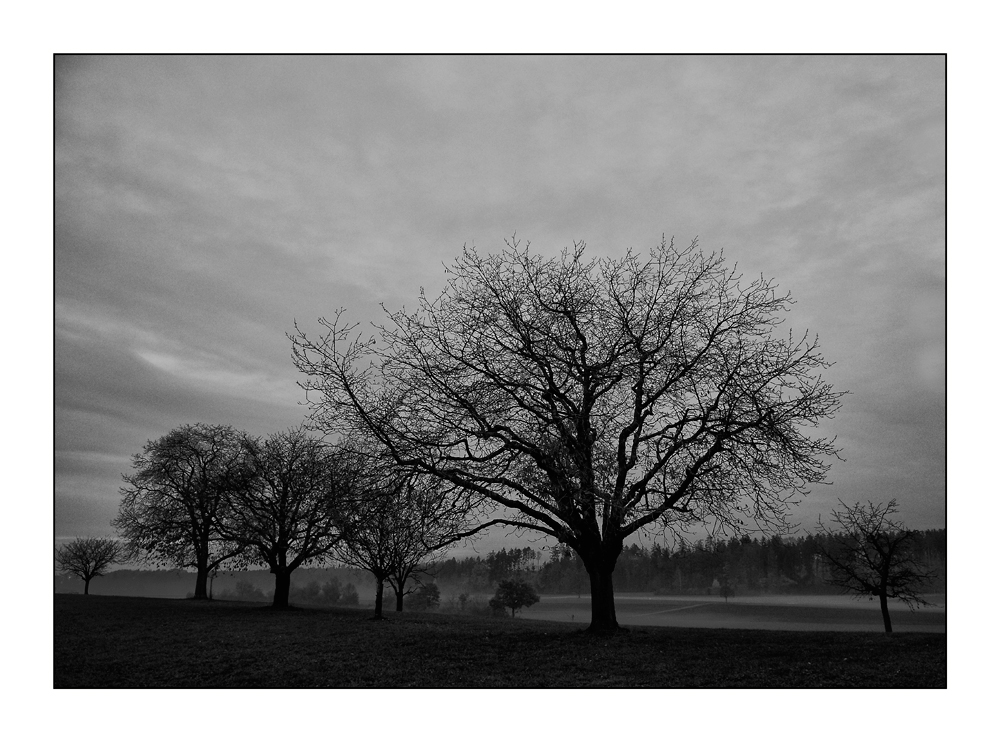 Bäume im Nebel