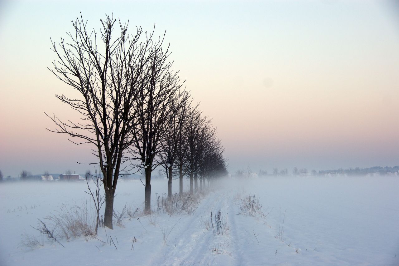 Bäume im Nebel