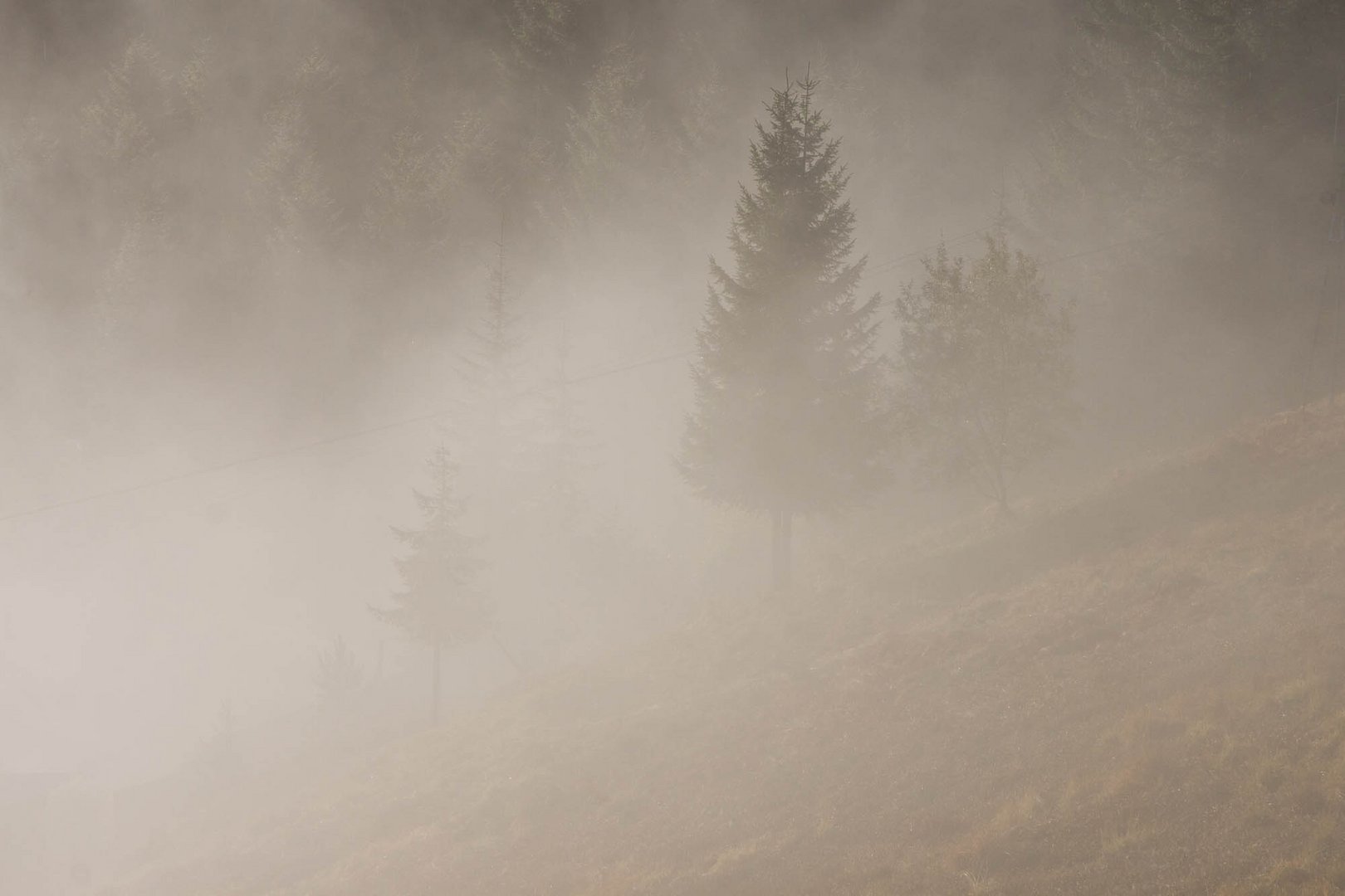 Bäume im Nebel