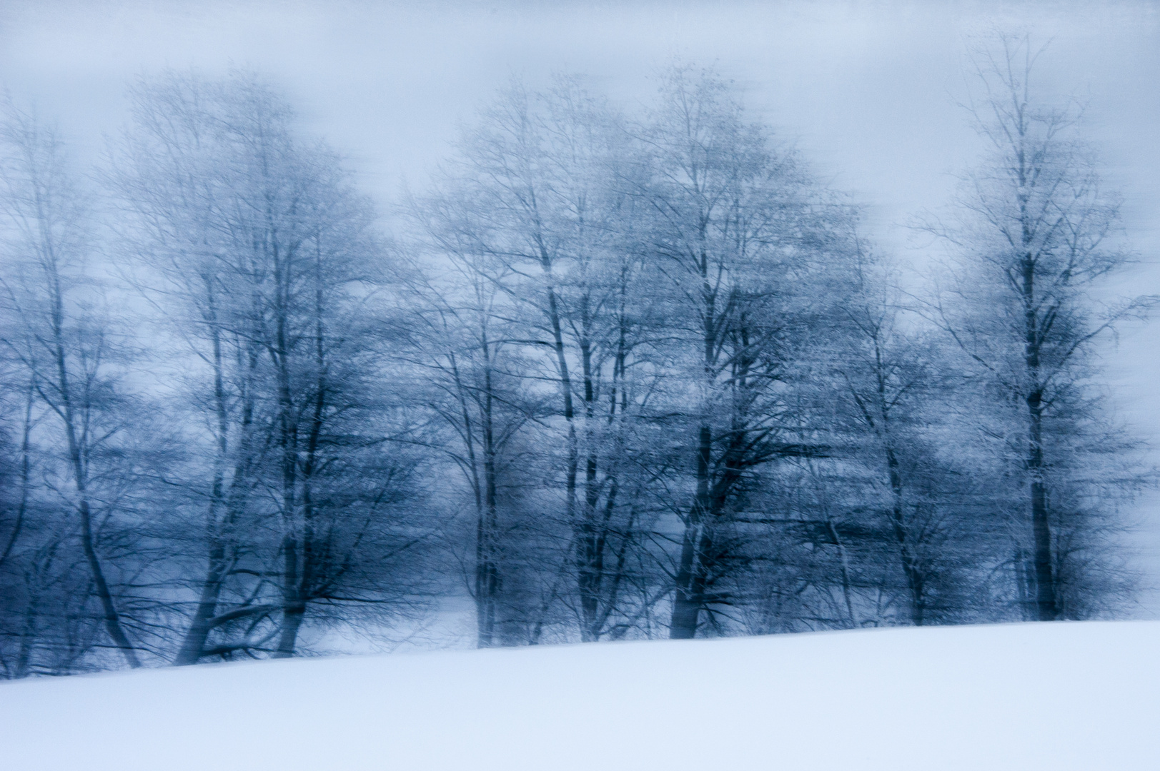 Bäume im Nebel