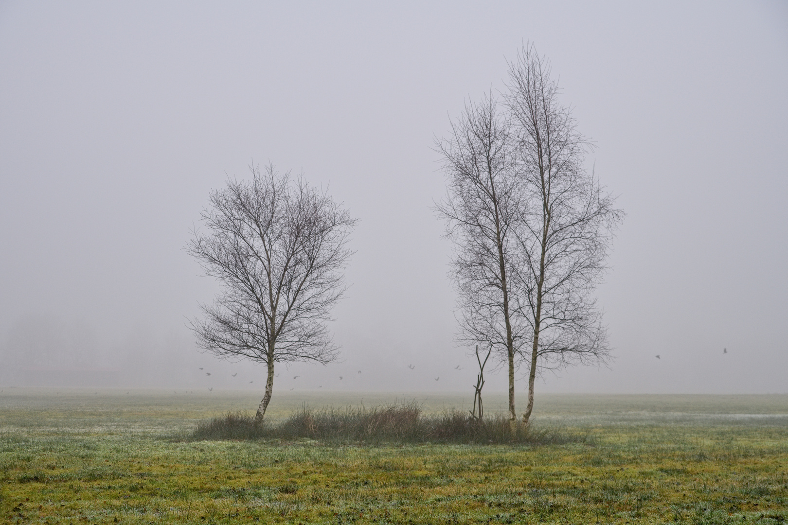 Bäume im Nebel