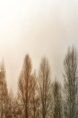 " Bäume im Nebel "
