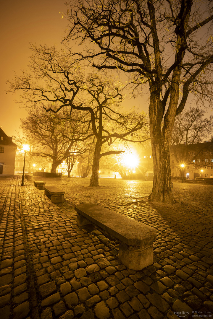 Bäume im Nebel