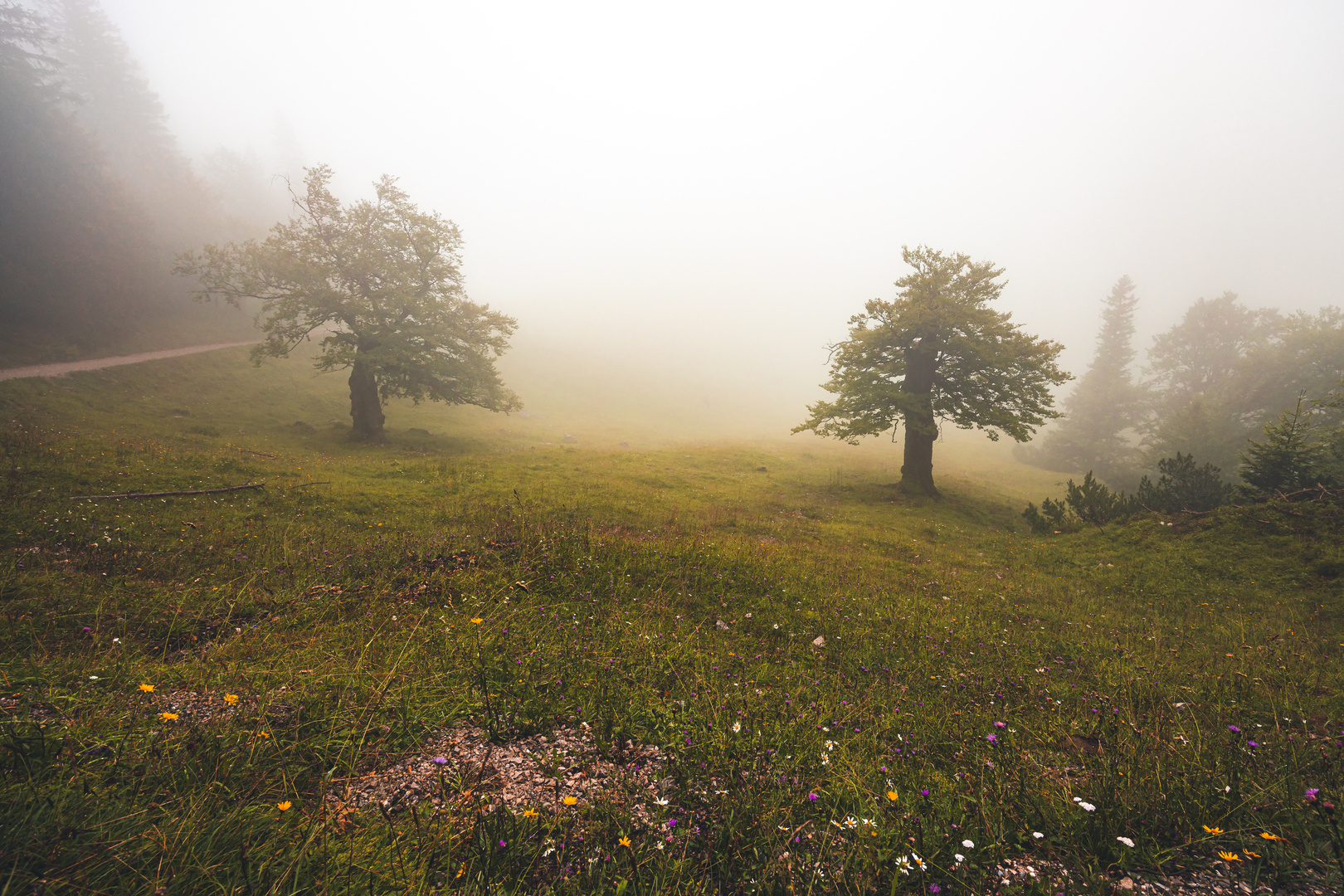 Bäume im Nebel