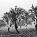 Bäume im Nebel