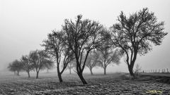 Bäume im Nebel