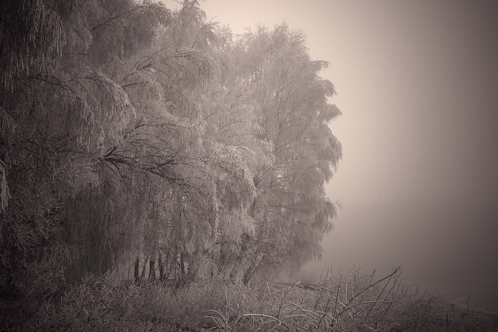 Bäume im Nebel