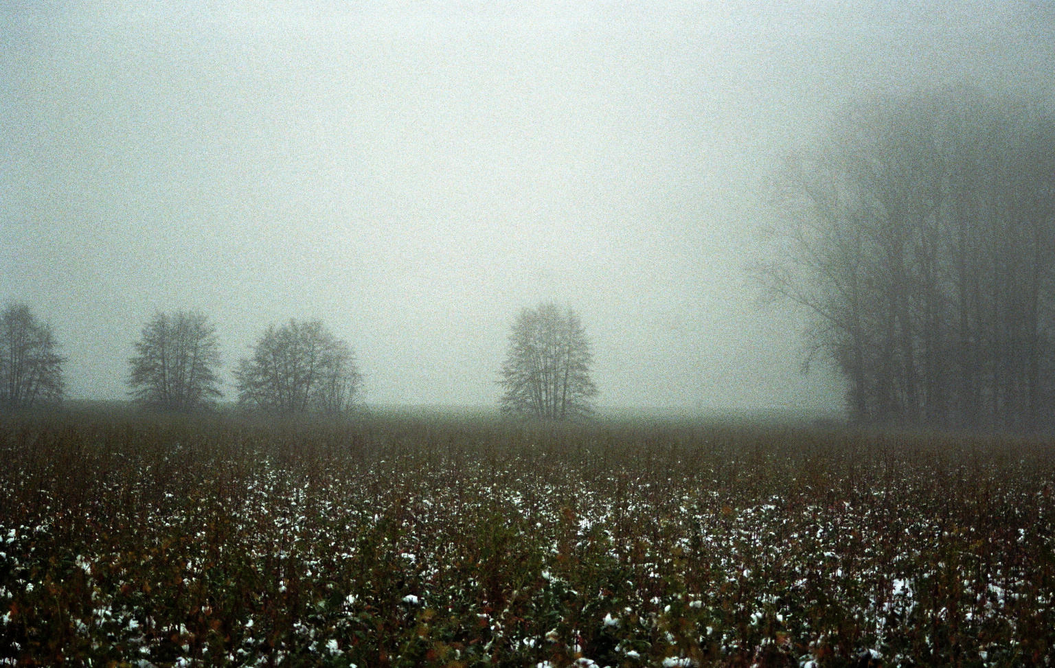 Bäume im Nebel