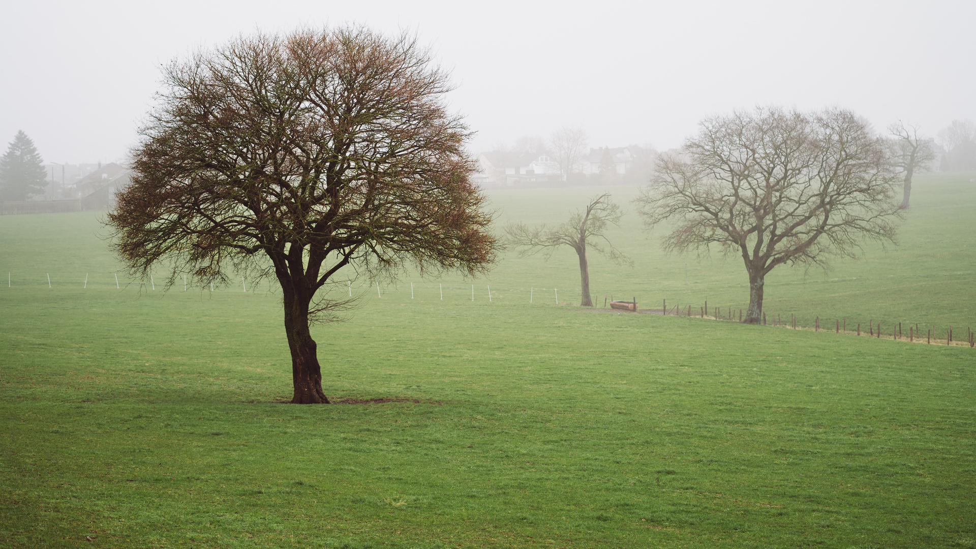 Bäume im Nebel