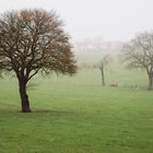 Bäume im Nebel