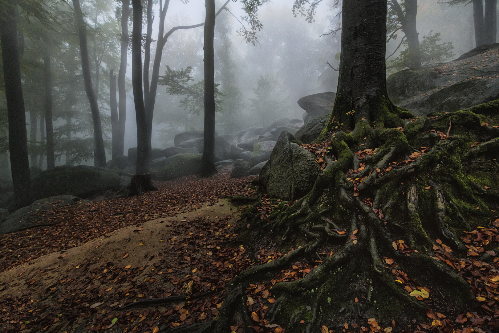 Bäume im Nebel