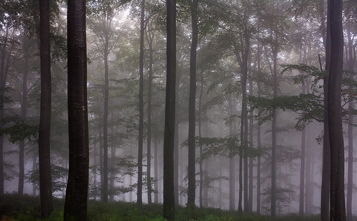 Bäume im Nebel