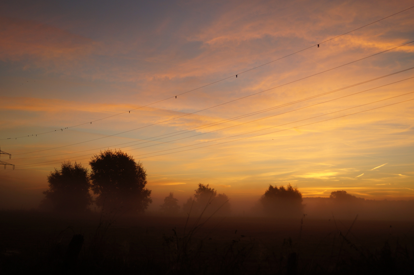 Bäume im Nebel